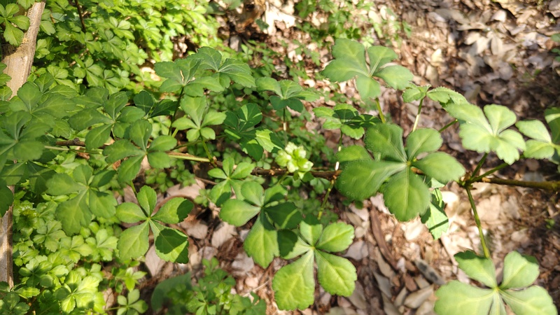 ヤマウコギ 横浜市旭区今川町今川公園