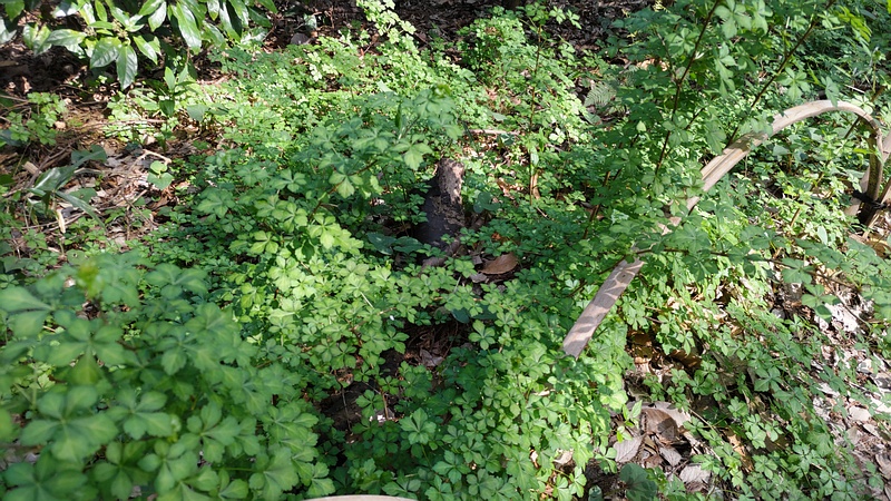 ヤマウコギ 横浜市旭区今川町今川公園