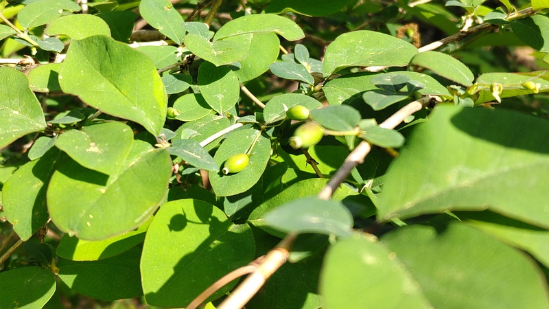 ウグイスカグラの若い果実 横浜市旭区今川町今川公園
