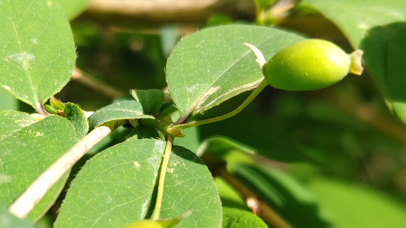 ウグイスカグラの若い果実 横浜市旭区今川町今川公園