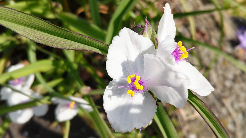 オオムラサキツユクサの花 横浜市旭区今宿南町