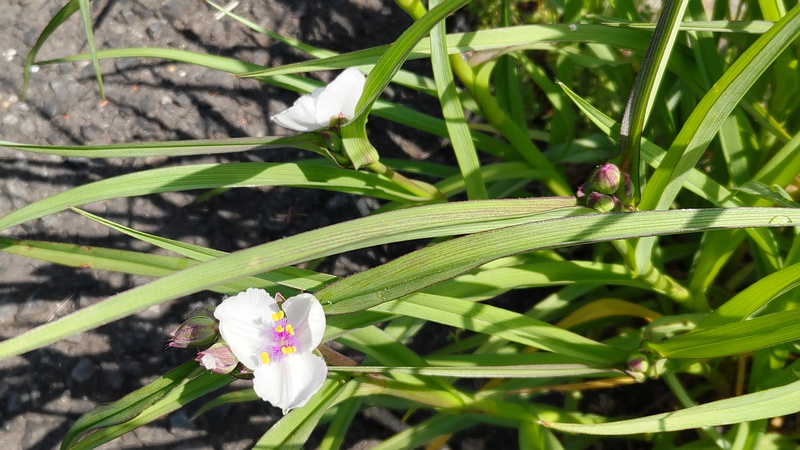 オオムラサキツユクサの花 横浜市旭区今宿南町