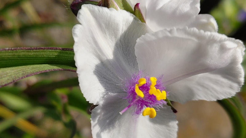 オオムラサキツユクサの花 横浜市旭区今宿南町