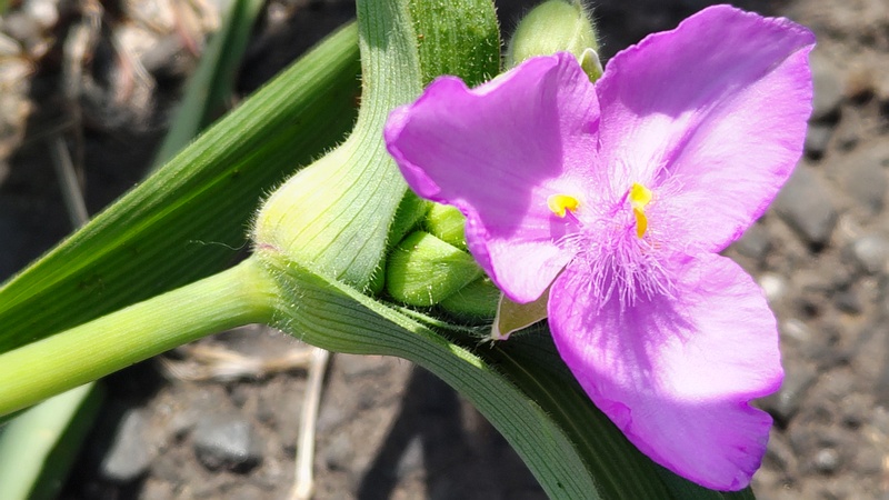 オオムラサキツユクサの花 横浜市旭区今宿南町