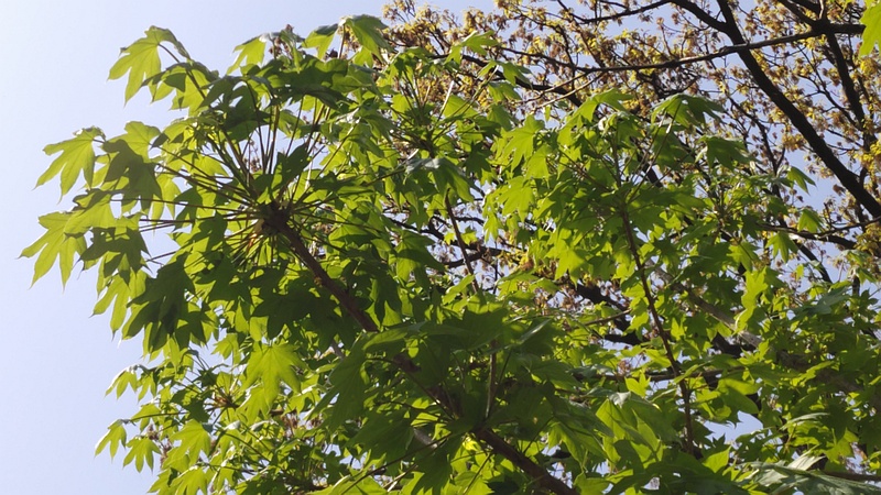 ハリギリ 横浜市旭区今川町今川公園