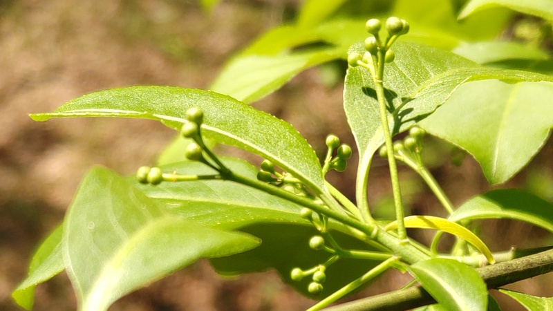 マユミの蕾 横浜市旭区今川町今川公園