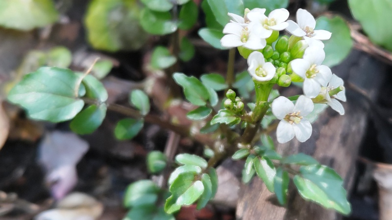 オランダガラシの花 横浜市旭区今川町今川公園
