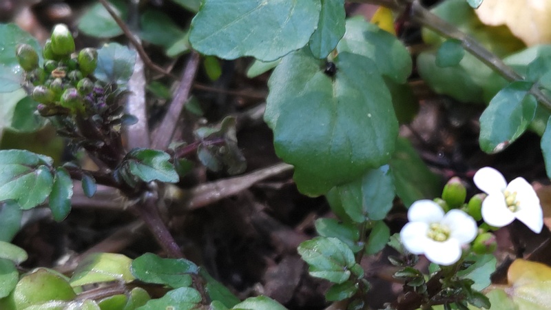 オランダガラシの蕾 横浜市旭区今川町今川公園