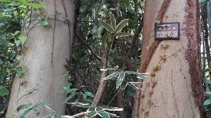 ムクノキ 横浜市旭区今川町今川公園