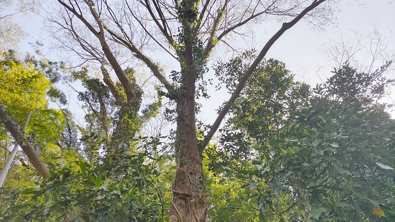 ムクノキ 横浜市旭区今川町今川公園
