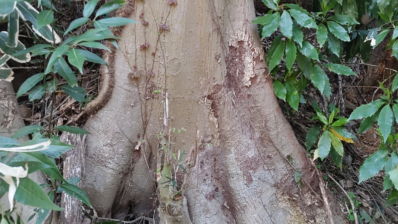ムクノキ 横浜市旭区今川町今川公園