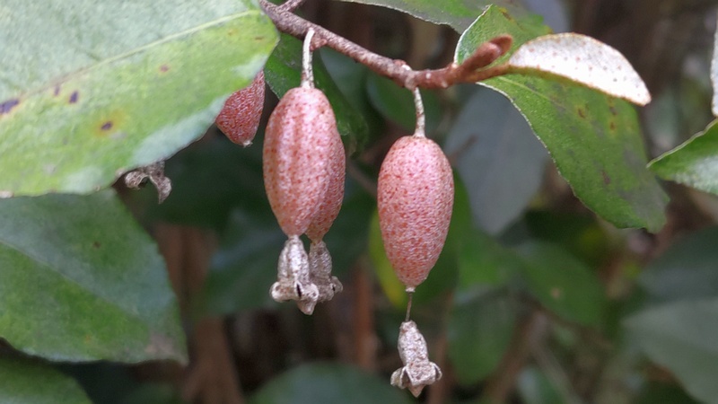 オオバグミの果実 横浜市旭区今川町今川公園