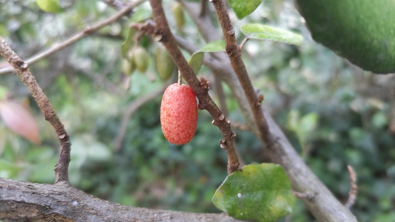 オオバグミの果実 横浜市旭区今川町今川公園