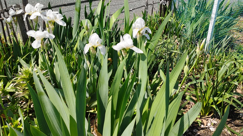 アヤメの花 横浜市旭区中沢町