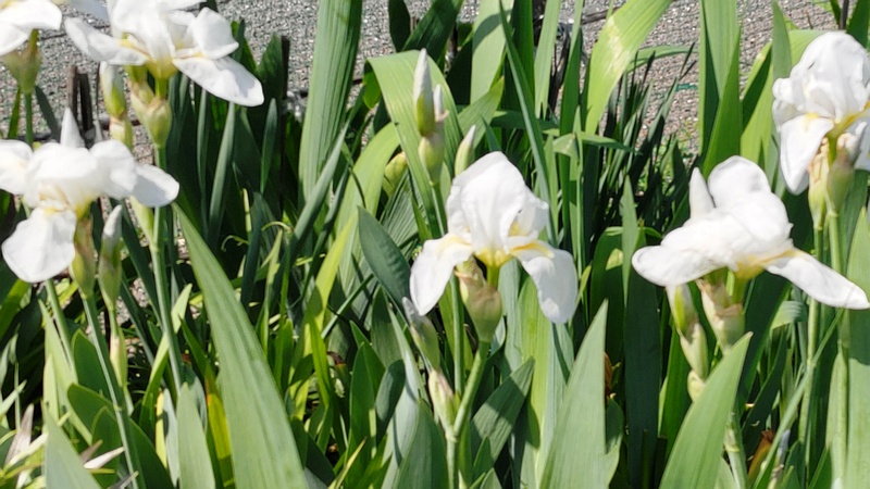 アヤメの花 横浜市旭区中沢町