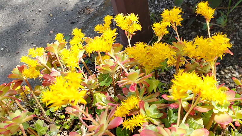ウスゲショウの花 横浜市旭区中沢町清水ヶ丘公園