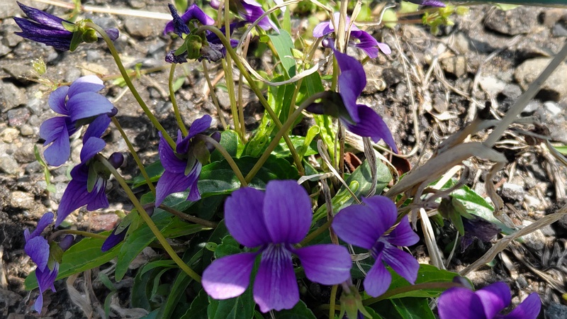 スミレの花 横浜市旭区二俣川