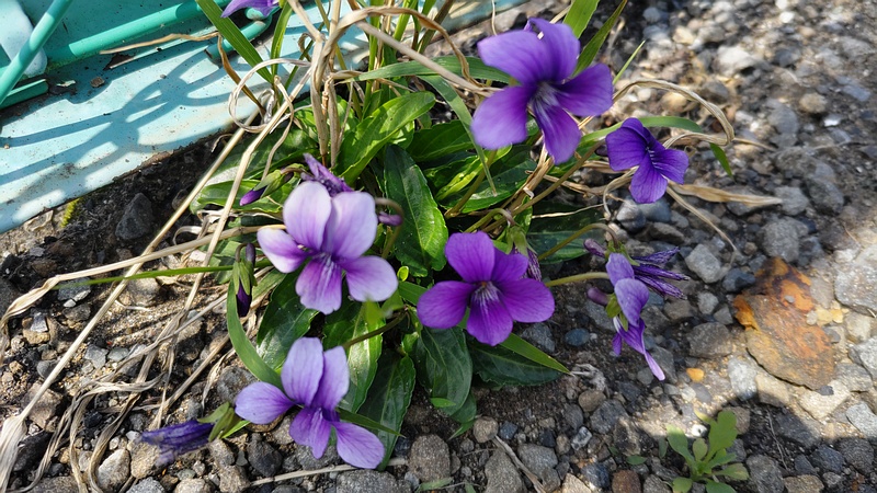 スミレの花 横浜市旭区二俣川