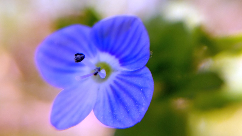 オオイヌノフグリの花 横浜市旭区希望が丘ふれあいの森公園