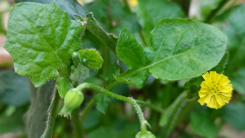 ヤブタビラコの花 横浜市旭区希望が丘水の森公園