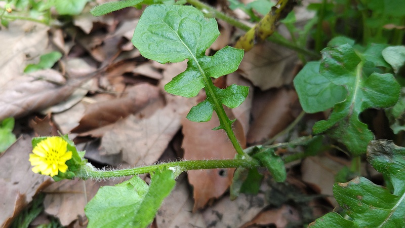 ヤブタビラコの花 横浜市旭区希望が丘水の森公園