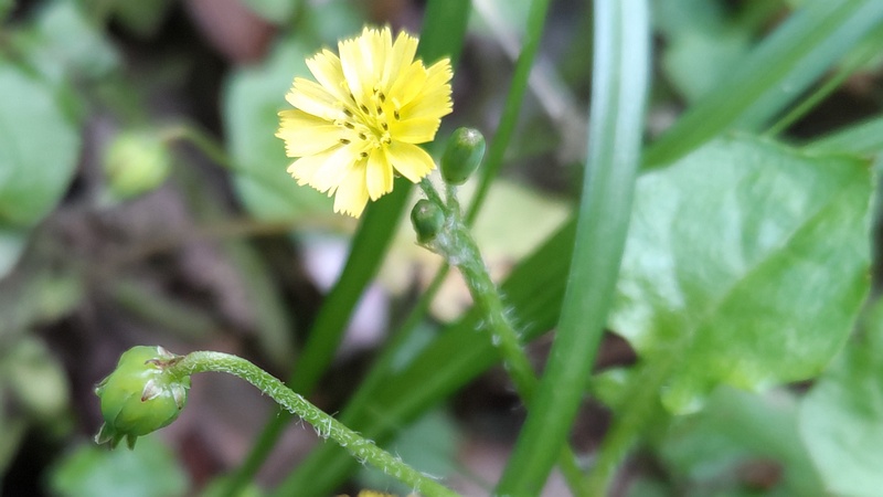 ヤブタビラコの花 横浜市旭区希望が丘水の森公園