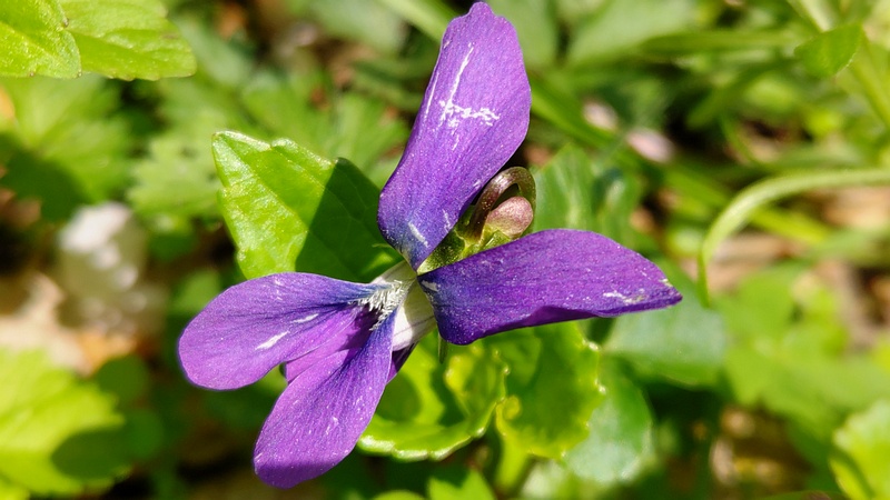 アメリカスミレサイシンの花 横浜市旭区希望が丘水の森公園