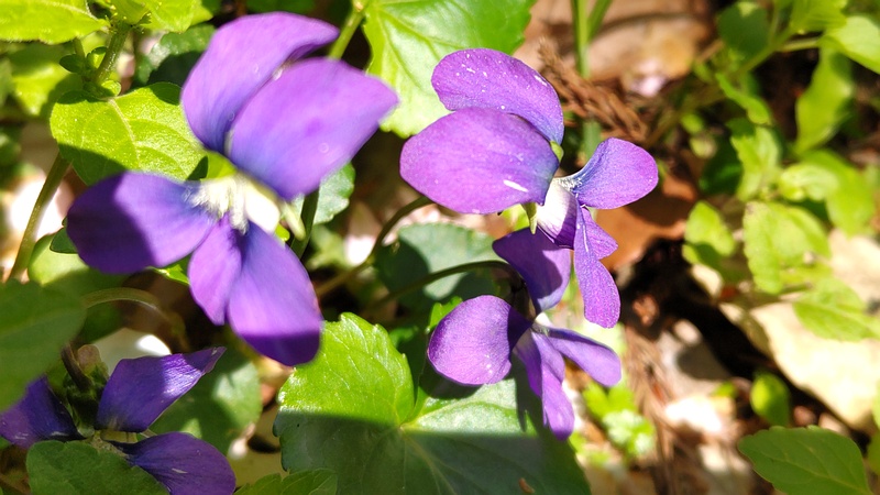 アメリカスミレサイシンの花 横浜市旭区希望が丘水の森公園