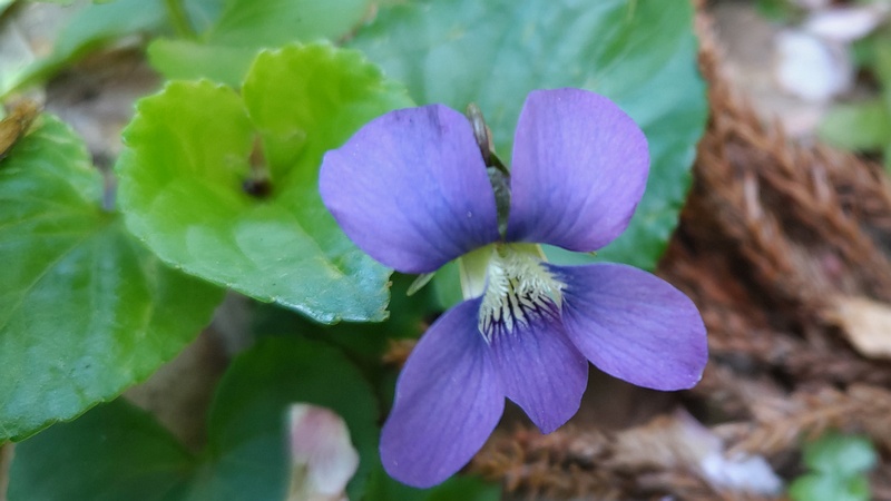 アメリカスミレサイシンの花 横浜市旭区希望が丘水の森公園