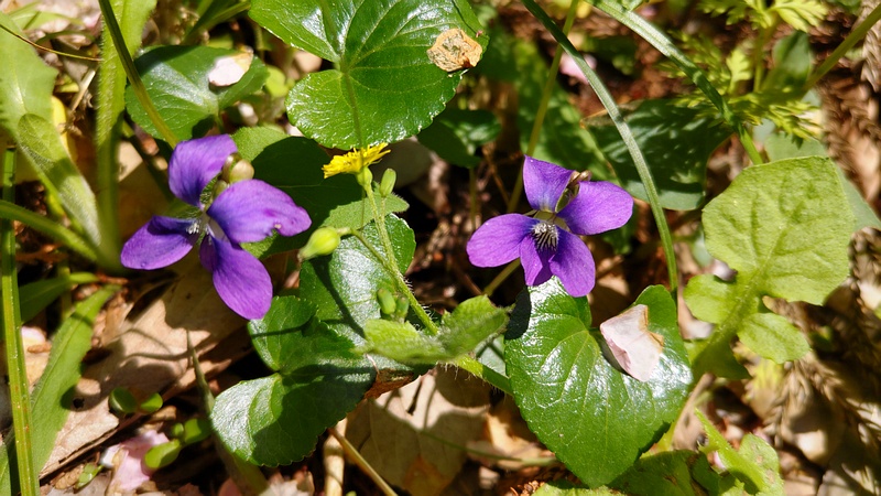 アメリカスミレサイシンの花 横浜市旭区希望が丘水の森公園