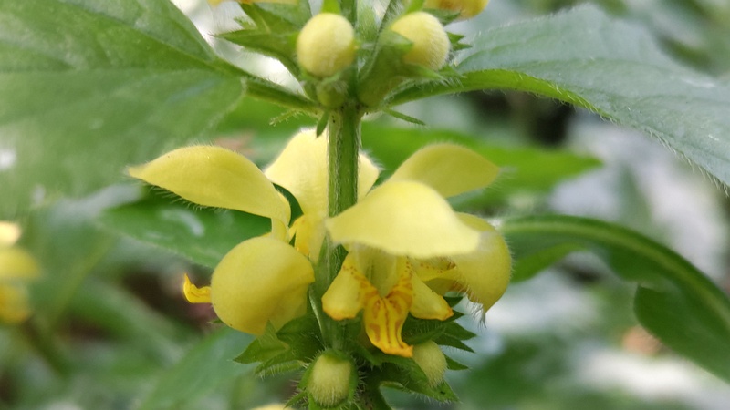 キバナオドリコソウの花 横浜市旭区希望が丘水の森公園