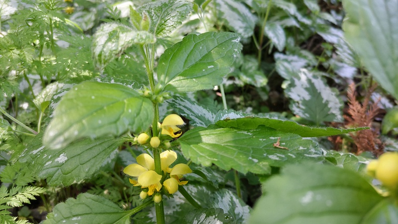 キバナオドリコソウの花 横浜市旭区希望が丘水の森公園