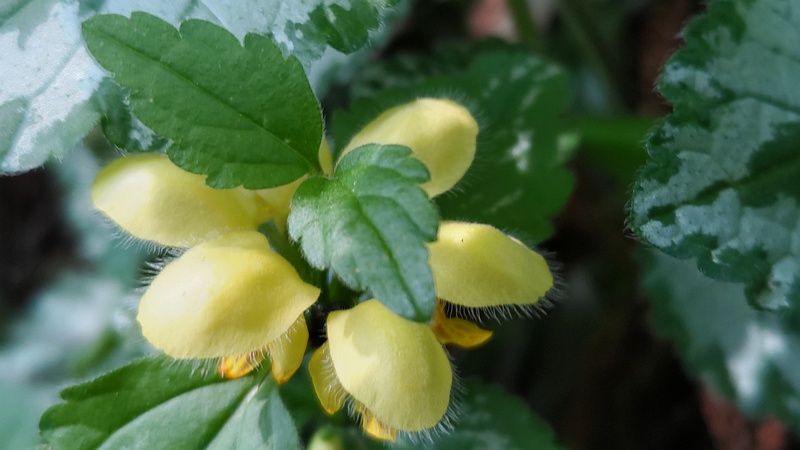 キバナオドリコソウの花 横浜市旭区希望が丘水の森公園