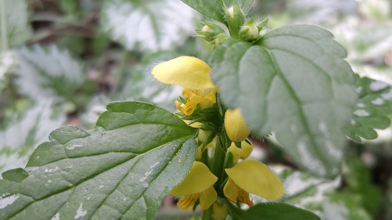 キバナオドリコソウの花 横浜市旭区希望が丘水の森公園