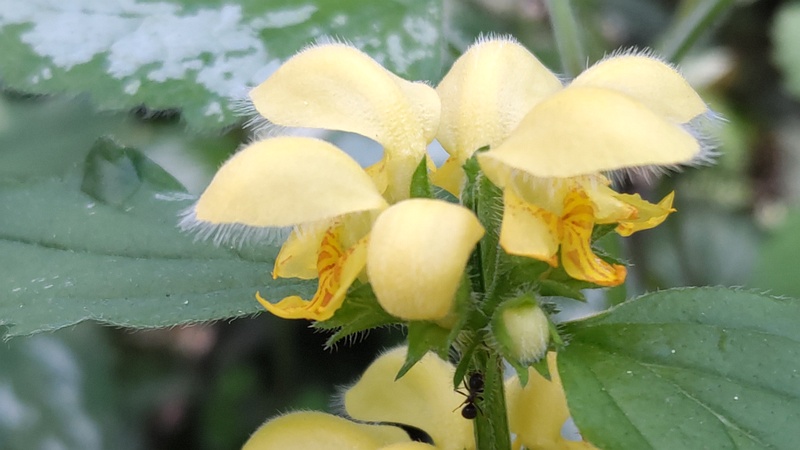キバナオドリコソウの花 横浜市旭区希望が丘水の森公園