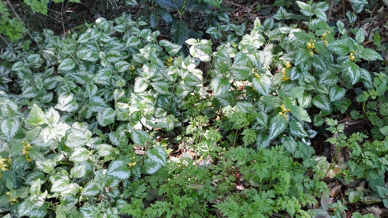 キバナオドリコソウの花 横浜市旭区希望が丘水の森公園
