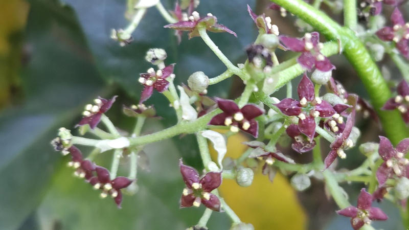 アオキの雄花 横浜市旭区希望が丘水の森公園