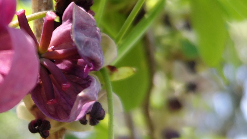 アケビの雌花 横浜市旭区希望が丘ふれあいの森公園
