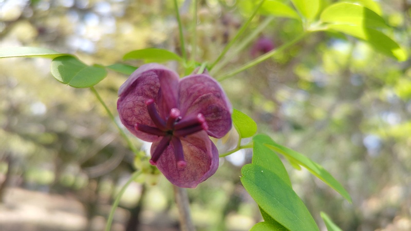 アケビの雌花 横浜市旭区希望が丘ふれあいの森公園