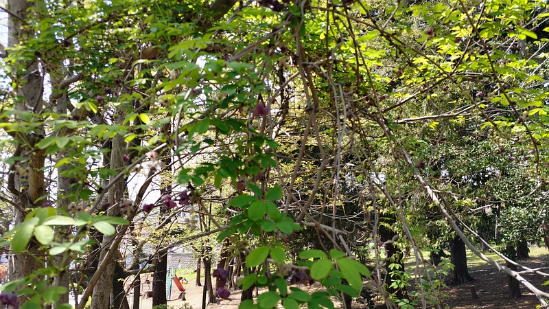 アケビの花 横浜市旭区希望が丘ふれあいの森公園