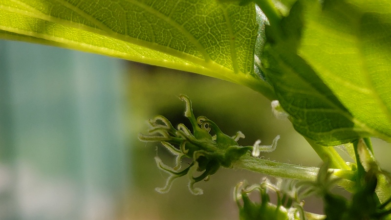 クワの雌花 横浜市旭区希望が丘ふれあいの森公園