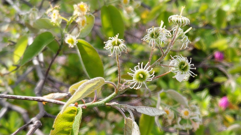 アメリカザイフリボクの花後 川崎市幸区創造のもり