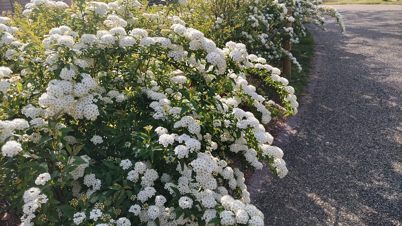 コデマリの花 川崎市幸区創造のもり