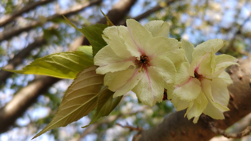 ウコンザクラの花 川崎市幸区さいわいふるさと公園