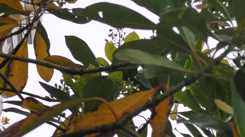 ヒメユズリハの雌花 川崎市幸区