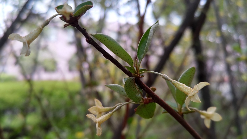 ナツグミの花 川崎市幸区さいわいふるさと公園