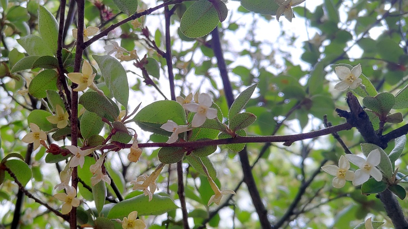 ナツグミの花 川崎市幸区さいわいふるさと公園