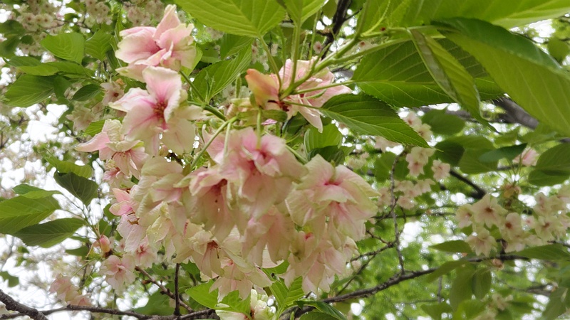 ウコンザクラの花 川崎市幸区さいわいふるさと公園