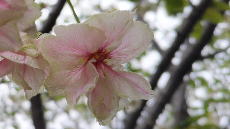 ウコンザクラの花 川崎市幸区さいわいふるさと公園