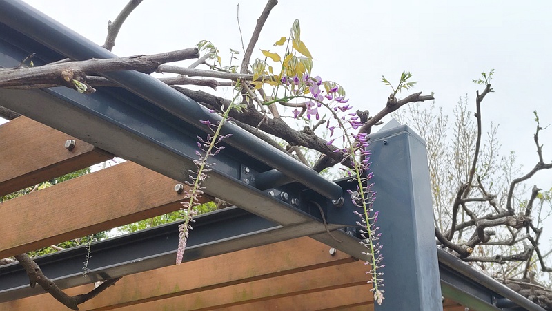 フジの花 川崎市幸区さいわいふるさと公園